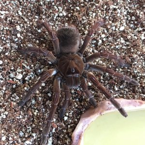 T. stirmi