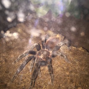 Brachypelma vagans