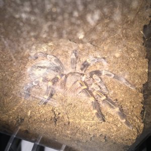 Grammostola pulchripes