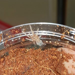 Lasiodora parahybana