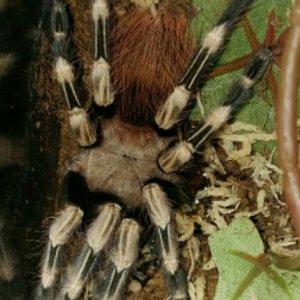 N.chromatus