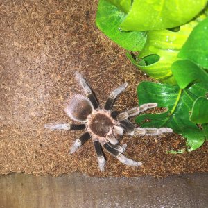 Brachypelma vagans