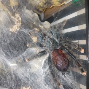 Avicularia Avicularia