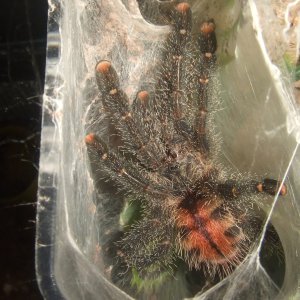 Avicularia sp. Peru purple - Chimu