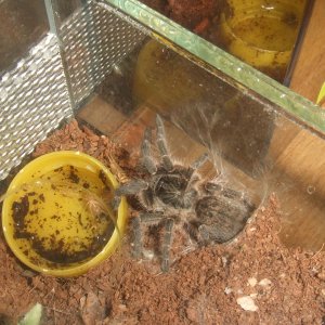 Ceratogyrus sp. Mozambique  - Niassa