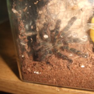 Poecilotheria ornata - Lanka