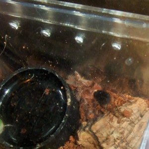 Grammostola pulchripes - Guarani