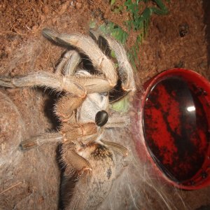 Ceratogyrus brachycephalus - Musina