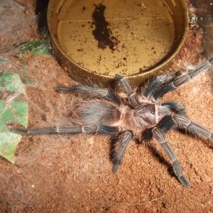 Phormictopus sp. full green - Guaba