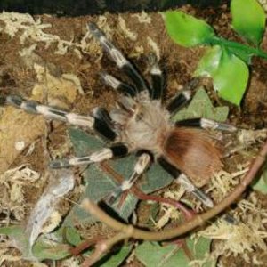 N.chromatus feeding