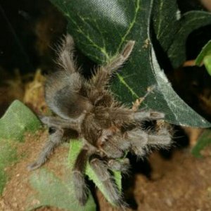 G.pulchra