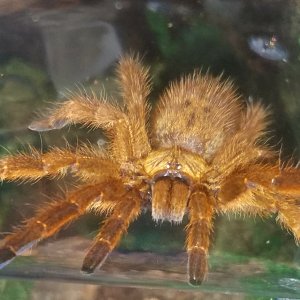 Female OBT