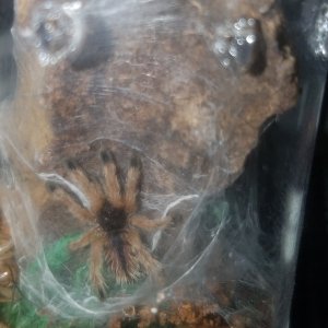 Avicularia avicularia