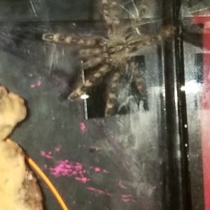 P Striata sling Patricia newly molted 2