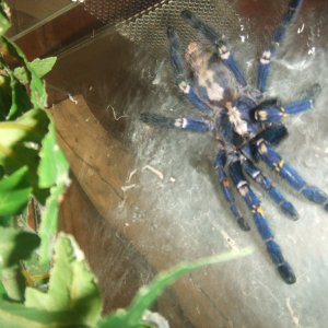 Poecilotheria metallica - Trip