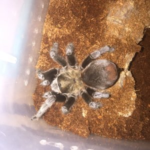 Aphonopelma hentzi