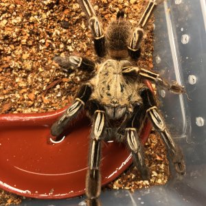 E. murinus