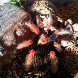 Rhapsody... Brachypelma boehmei