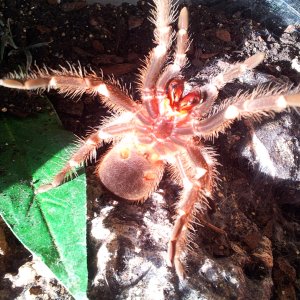 Shamrock.......Phormictopus sp full green