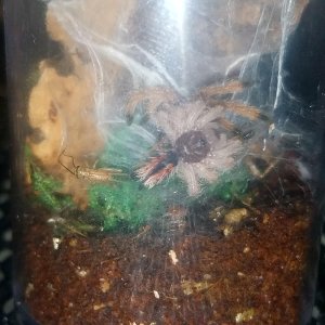 Pinktoe molting