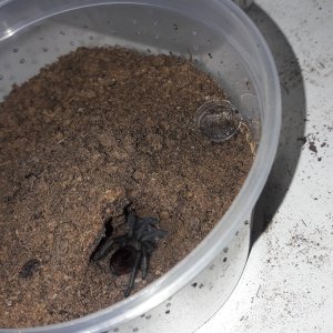 Brachypelma albiceps