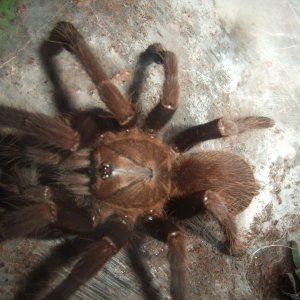 Thrigmopoeus truculentus - Ratta