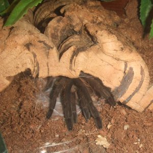 Chilobrachys sp. Kaeng Krachan - Tahm