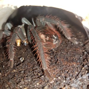 Pamphobeteus antinous