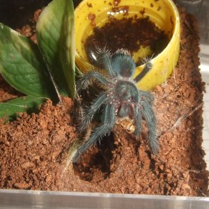 Pterinopelma sazimai - Amapa