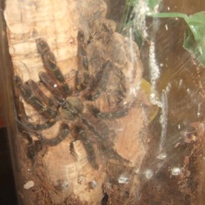 Poecilotheria ornata - Lanka