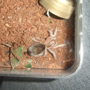 Grammostola rosea - Ember