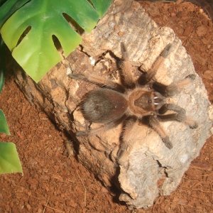 Brachypelma emilia - Chiquito