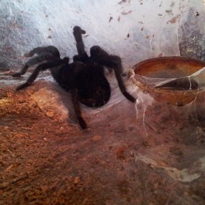 Jet... MM Brachypelma Schroederi