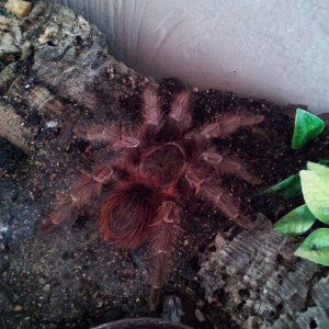 Crimson..... Acanthoscurria sp Red