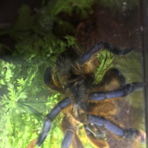 H pulchripes 2.5”