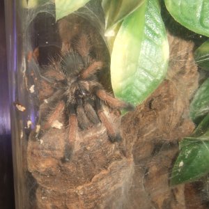 Avicularia sp. peru purple - Chimu