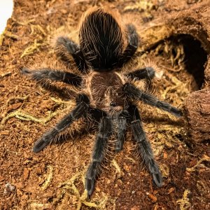 B albopilosum “Curly Sue”