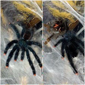 A.Avicularia