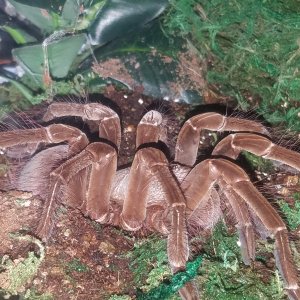 Goliath birdeater