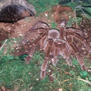 Male stirmi