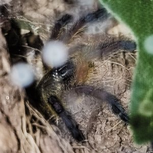 h pulchripes molt