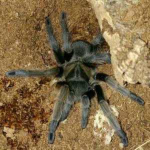 Aphonopelma Hentzi