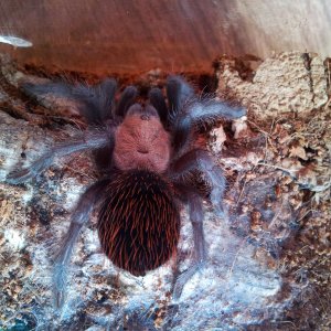 Tacuba......Brachypelma Albiceps