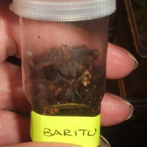 Catumiri argentinense - Baritu