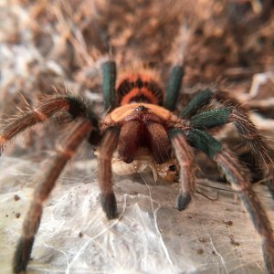 Chromatopelma cyaneopubescens