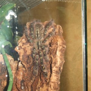 Poecilotheria rufilata - Neyyar