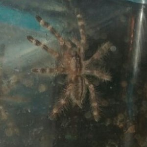 P.regalis sling