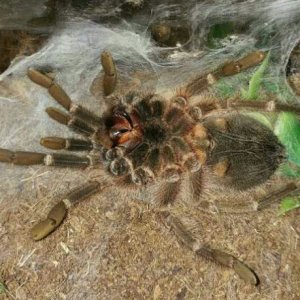 P.cancerides molting