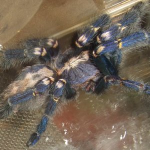 Poecilotheria metallica - Trip