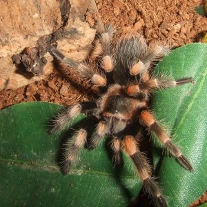 Brachypelma hamorii - Nevado